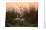 Swans in the Reeds, c.1820 by Caspar David Friedrich