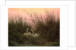 Swans in the Reeds, c.1820 by Caspar David Friedrich