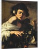 Boy bitten by a lizard, 1596-97 by Michelangelo Merisi da Caravaggio