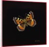 Small tortoiseshell butterfly, 1998 by Amelia Kleiser