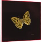 Silver washed fritillary butterfly, 2000 by Amelia Kleiser