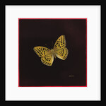 Silver washed fritillary butterfly, 2000 by Amelia Kleiser
