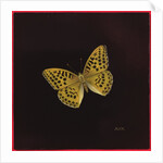 Silver washed fritillary butterfly, 2000 by Amelia Kleiser