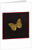 Silver washed fritillary butterfly, 2000 by Amelia Kleiser