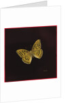 Silver washed fritillary butterfly, 2000 by Amelia Kleiser