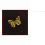 Silver washed fritillary butterfly, 2000 by Amelia Kleiser