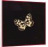 Marbled white butterfly, 2000 by Amelia Kleiser