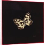 Marbled white butterfly, 2000 by Amelia Kleiser