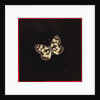 Marbled white butterfly, 2000 by Amelia Kleiser