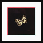 Marbled white butterfly, 2000 by Amelia Kleiser