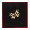 Marbled white butterfly, 2000 by Amelia Kleiser