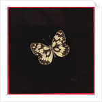 Marbled white butterfly, 2000 by Amelia Kleiser