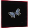 Large blue butterfly, 2000 by Amelia Kleiser