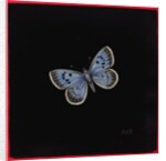 Large blue butterfly, 2000 by Amelia Kleiser