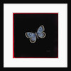 Large blue butterfly, 2000 by Amelia Kleiser