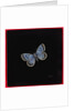 Large blue butterfly, 2000 by Amelia Kleiser