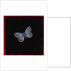 Large blue butterfly, 2000 by Amelia Kleiser