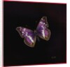 Purple emperor butterfly, 2000 by Amelia Kleiser