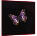 Purple emperor butterfly, 2000 by Amelia Kleiser