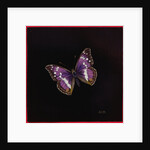Purple emperor butterfly, 2000 by Amelia Kleiser