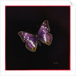 Purple emperor butterfly, 2000 by Amelia Kleiser