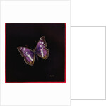 Purple emperor butterfly, 2000 by Amelia Kleiser