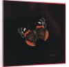 Red Admiral butterfly, 2001 by Amelia Kleiser