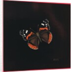 Red Admiral butterfly, 2001 by Amelia Kleiser