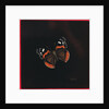Red Admiral butterfly, 2001 by Amelia Kleiser