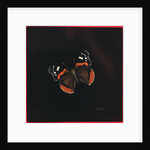 Red Admiral butterfly, 2001 by Amelia Kleiser