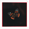Red Admiral butterfly, 2001 by Amelia Kleiser