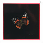 Red Admiral butterfly, 2001 by Amelia Kleiser