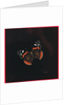 Red Admiral butterfly, 2001 by Amelia Kleiser