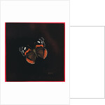 Red Admiral butterfly, 2001 by Amelia Kleiser