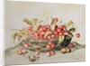 Basket of cherries, 1998 by Amelia Kleiser