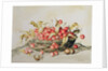Basket of cherries, 1998 by Amelia Kleiser
