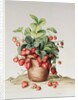 Strawberries in a pot, 1998 by Amelia Kleiser