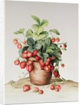 Strawberries in a pot, 1998 by Amelia Kleiser