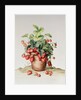 Strawberries in a pot, 1998 by Amelia Kleiser