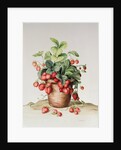 Strawberries in a pot, 1998 by Amelia Kleiser