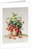 Strawberries in a pot, 1998 by Amelia Kleiser