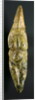 Venus, 35000-8000 BC by Paleolithic Paleolithic