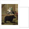 The Rhinoceros, 1751 by Pietro Longhi