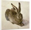 Hare, 1502 by Albrecht Dürer