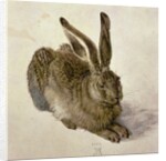 Hare, 1502 by Albrecht Dürer