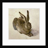 Hare, 1502 by Albrecht Dürer