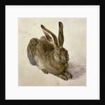 Hare, 1502 by Albrecht Dürer