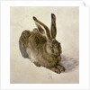 Hare, 1502 by Albrecht Dürer