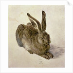 Hare, 1502 by Albrecht Dürer