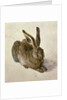 Hare, 1502 by Albrecht Dürer